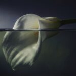 Calla_lily_submerged_in_water_202608252203