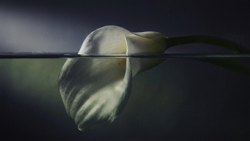 Calla_lily_submerged_in_water_202608252203