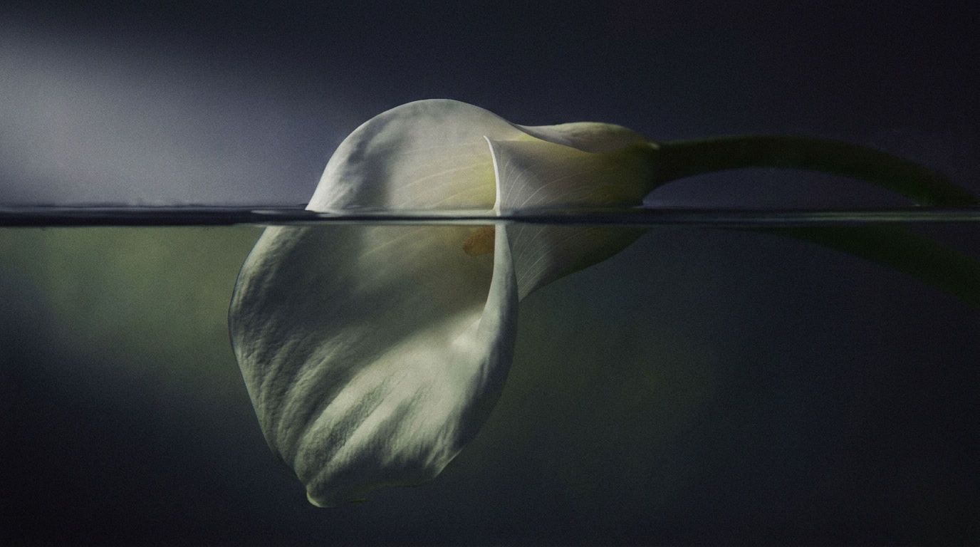 Calla_lily_submerged_in_water_202608252203